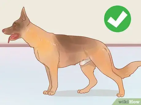 Imagen titulada Know if a Male Dog Is Fertile Step 1