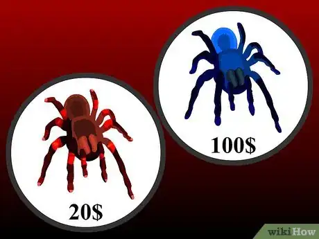 Imagen titulada Pick a Pet Tarantula Step 7