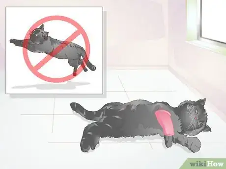 Imagen titulada Treat Fractures in Cats Step 8