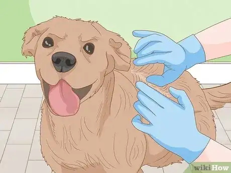 Imagen titulada Remove a Tick from a Dog Without Tweezers Step 1