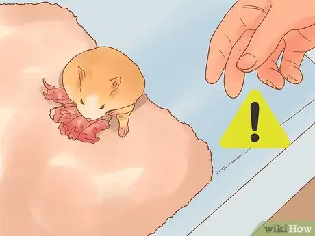 Imagen titulada Care for Your Pregnant Hamster Step 16