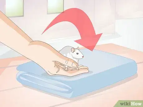 Imagen titulada Treat Mice With Penile Prolapse Step 5