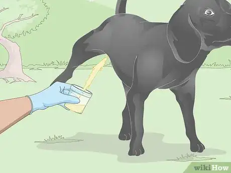 Imagen titulada Get a Urine Sample from a Male Dog Step 6