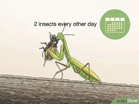 Imagen titulada Take Care of a Praying Mantis Step 7