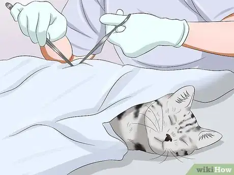 Imagen titulada Keep a Cat from Running out the Door Step 7