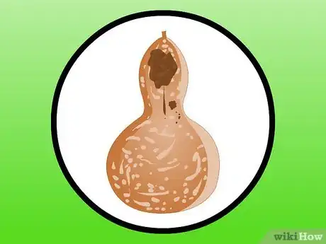 Imagen titulada Dry Gourds Step 4