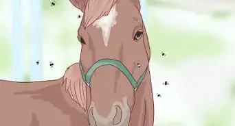 eliminar el papiloma aural en los caballos