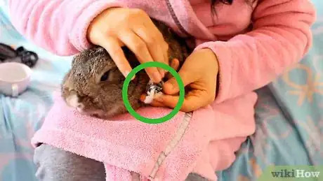 Imagen titulada Cut a Rabbit's Claws Step 1