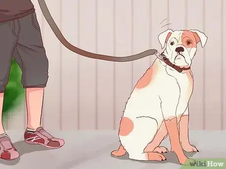 Imagen titulada Stop a Dog from Pulling on Its Leash Step 4