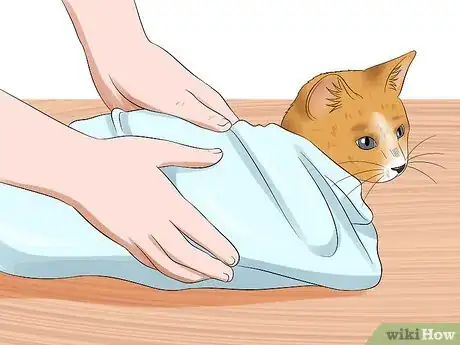 Imagen titulada Give a Cat an Enema at Home Step 8