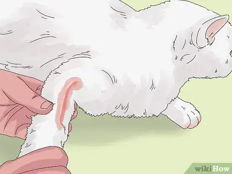 Imagen titulada Treat Watery Eyes in Cats Step 11