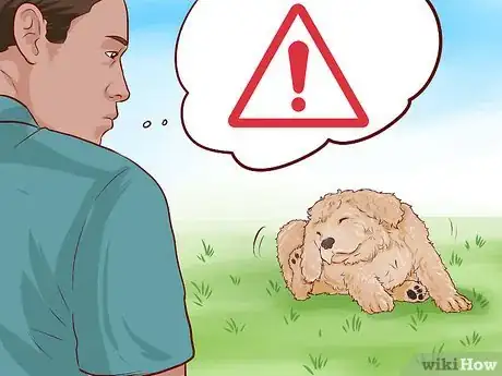 Imagen titulada Care for a Toy Poodle Step 12