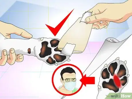 Imagen titulada Treat Dog Splinters Step 12