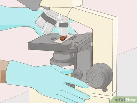 Imagen titulada Identify Worms in a Cat Step 14