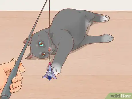 Imagen titulada Stop Your Cat from Begging Step 6