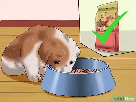 Imagen titulada Choose a Healthy Puppy Step 14