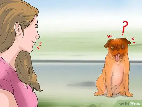 Imagen titulada Treat Eye Problems in Pugs Step 2