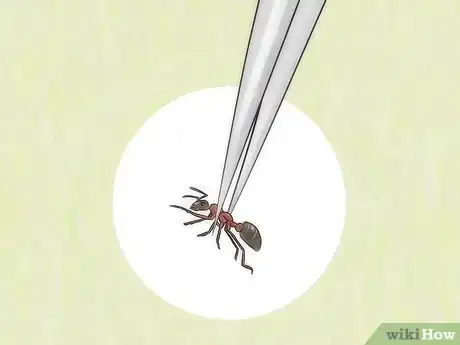 Imagen titulada Identify Ants Step 2