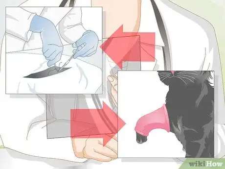 Imagen titulada Treat Fractures in Cats Step 6