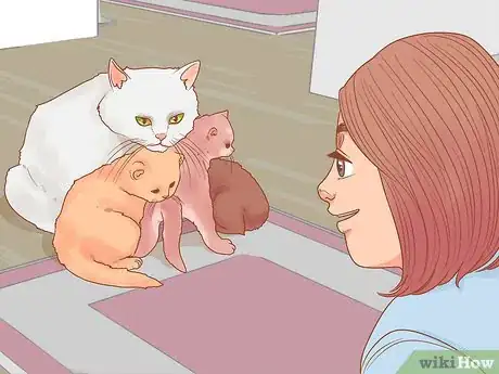 Imagen titulada Pick Up a Kitten Step 7