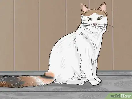 Imagen titulada Identify a Turkish Van Step 1
