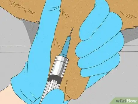 Imagen titulada Detect Pregnancy in Your Female Dog Step 14