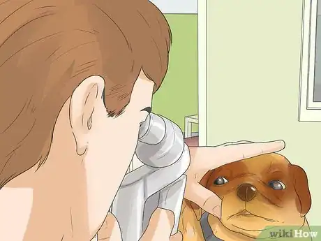 Imagen titulada Treat Eye Problems in Pugs Step 18