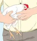 vacunar a los pollos