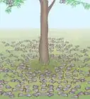plantar un árbol de jacarandá