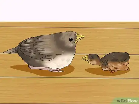 Imagen titulada Make Emergency Baby Bird Food Step 9