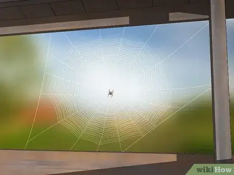 Imagen titulada Identify a Barn Spider Step 11