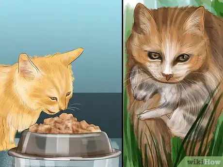 Imagen titulada Introduce Solid Food to Kittens Step 2