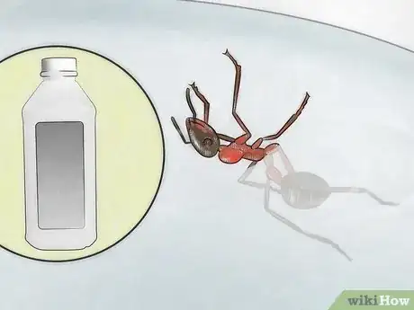 Imagen titulada Identify Ants Step 3
