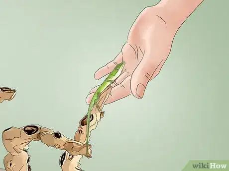 Imagen titulada Care for Green Anole Lizards Step 13