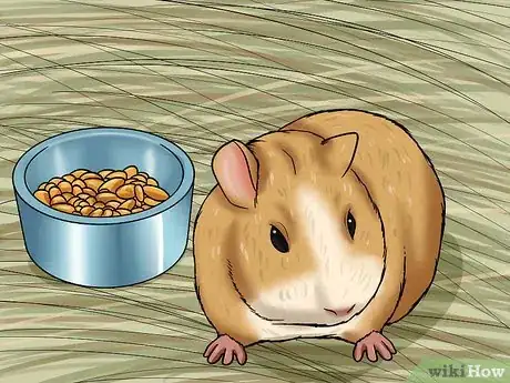 Imagen titulada Care for a Dying Guinea Pig Step 1