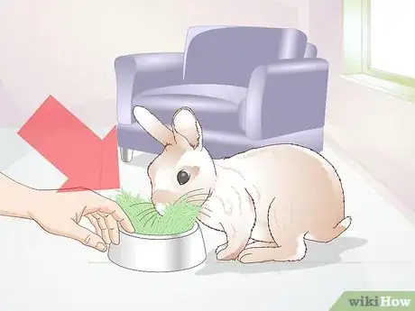 Imagen titulada Teach a Rabbit Not to Chew Furniture Step 1