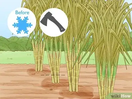 Imagen titulada Harvest Sugar Cane Step 10