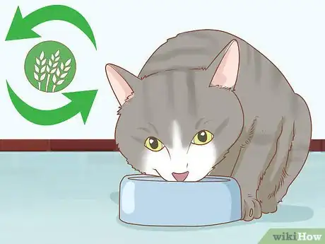 Imagen titulada Diagnose and Treat Hernias in Cats Step 11