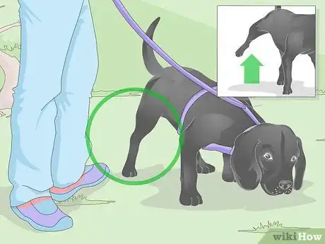 Imagen titulada Get a Urine Sample from a Male Dog Step 5