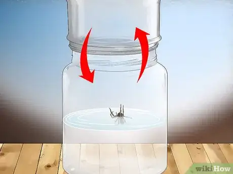 Imagen titulada Set Spider Traps Step 13