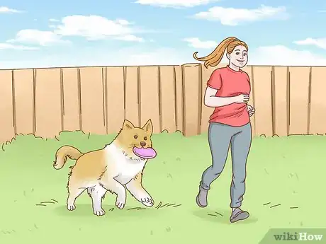 Imagen titulada Care for a Border Collie Step 7
