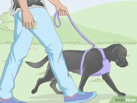Imagen titulada Get a Urine Sample from a Male Dog Step 4
