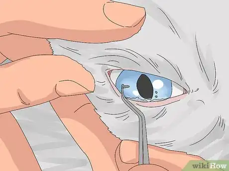 Imagen titulada Treat Watery Eyes in Cats Step 18
