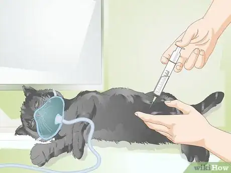 Imagen titulada Treat Fractures in Cats Step 5