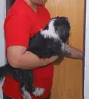 hacer que un cachorro deje de gruñir cuando lo cargas