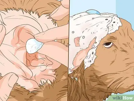 Imagen titulada Clean a Cocker Spaniel's Ears Step 12