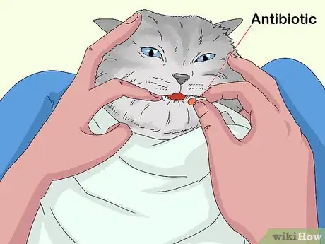 Imagen titulada Treat Watery Eyes in Cats Step 8