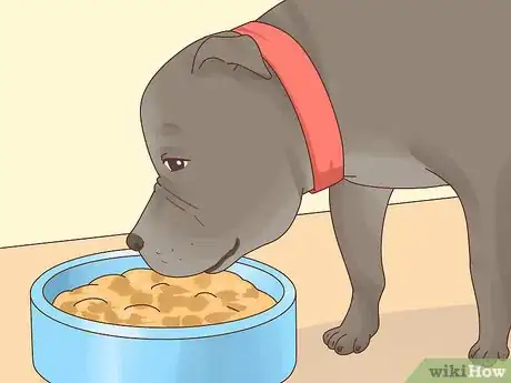Imagen titulada Breed Pit Bulls Step 19