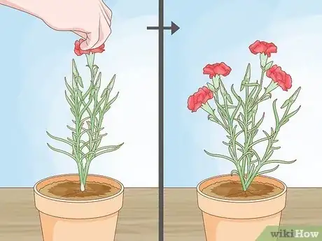 Imagen titulada Help Carnations Make a Comeback Step 3