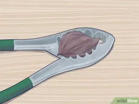 Imagen titulada Plant a Plum Seed Step 5